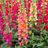 Snapdragon Antirrhinum Lipstick – Colorful, Annual Flower Seeds