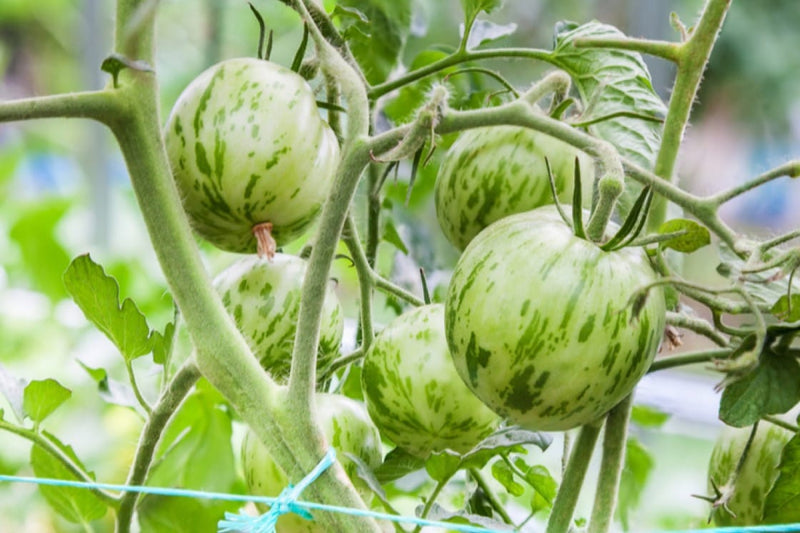 Green Ripper Tomato – Heirloom Vegetable Garden Seeds