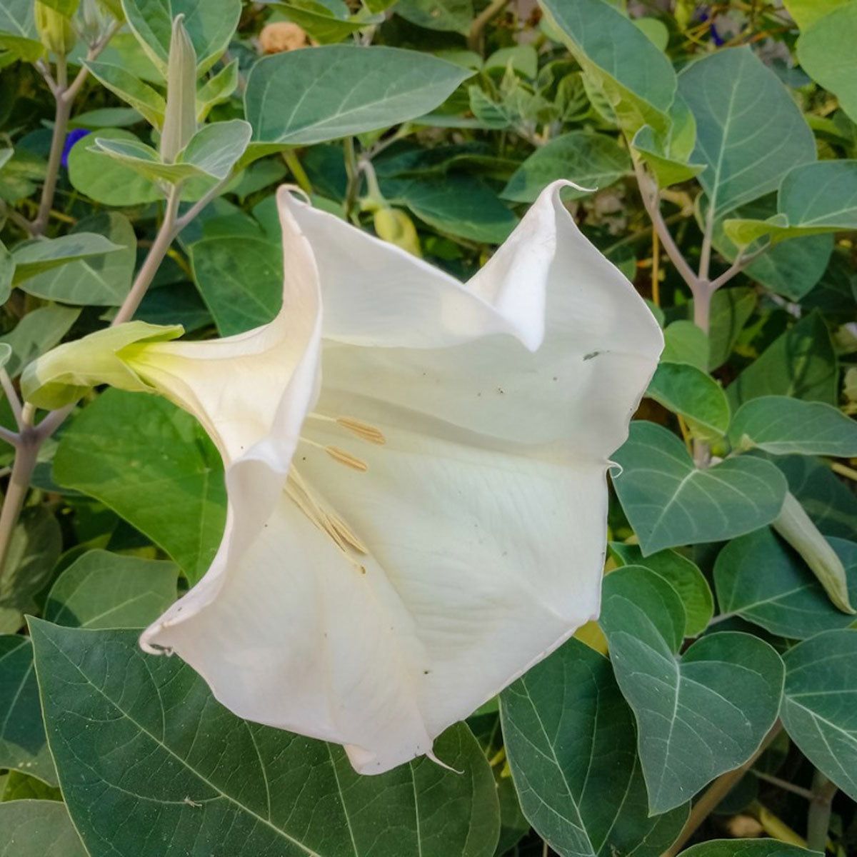 Datura inoxia ornamental flowering plant for a moon garden or outdoor garden bed
