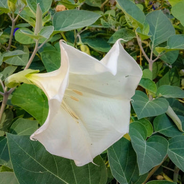 Organic Moonflower Datura Datura inoxia ornamental plant seeds for garden growing
