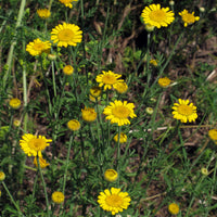 Dyer’s Chamomile flowering perennial for sunny garden borders and cottage-style landscaping