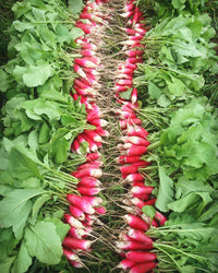 French Breakfast Summer Radish Seeds for Planting ( Seeds)