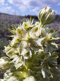 Frasera speciosa monument plant featuring an upright flowering stalk and clusters of star-shaped flowers.