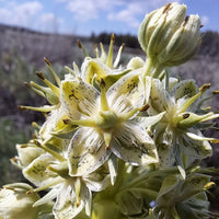 Frasera speciosa Monument Plant planting seeds for cultivating a distinctive perennial North American wildflower.