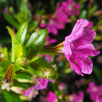 Cuphea hyssopifolia Seeds – Mexican Heather Seeds for Planting, Heirloom, Non-GMO