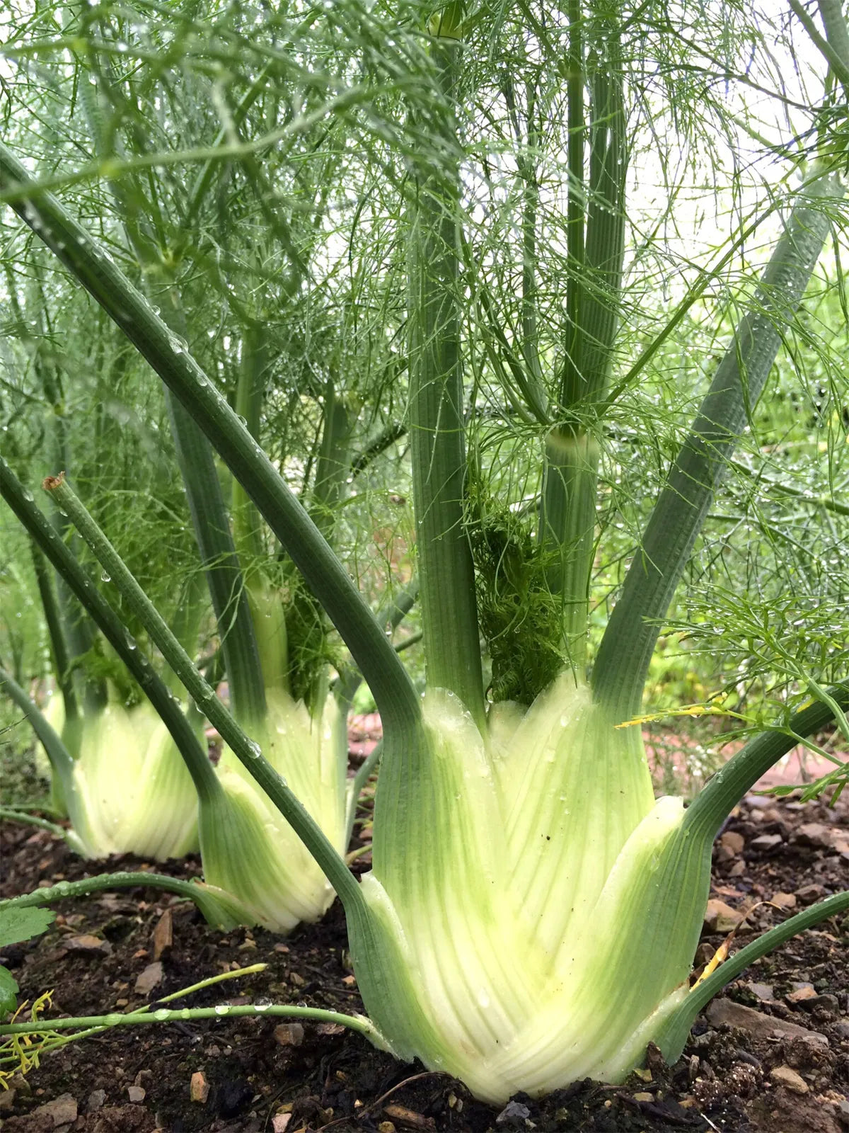 Fennel Florence Anise Foeniculum Vulgare – Culinary Herb Garden Seeds