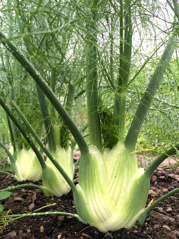 Fennel Florence Anise Foeniculum Vulgare – Culinary Herb Garden Seeds