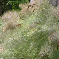 Organic Common Fennel Seeds (Foeniculum vulgare) for Herb Garden Planting