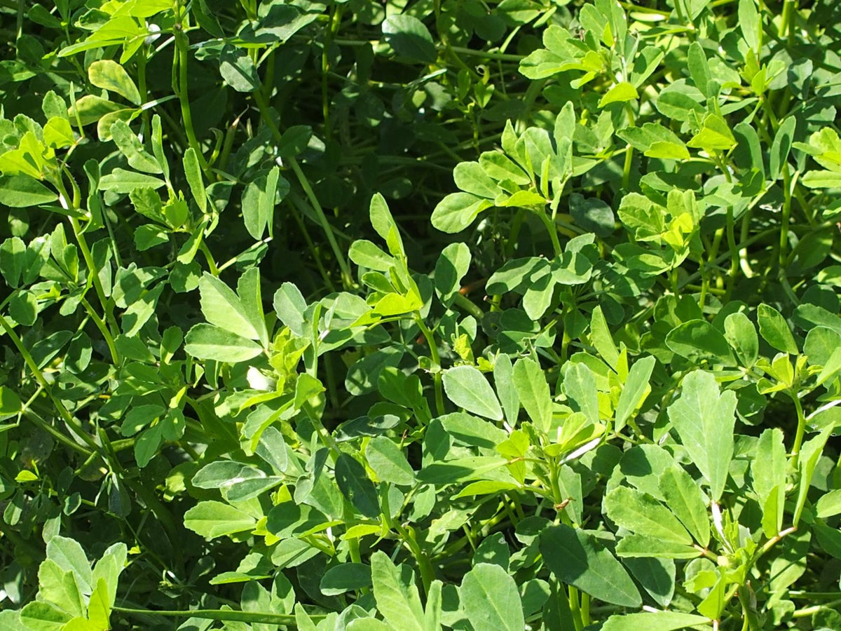 Fenugreek, Common ,Trigonella foenum-graecum seeds, organic