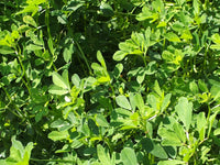 Organic Common Fenugreek ,Trigonella foenum-graecum Seeds for Home Gardens