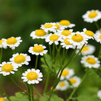 Organic Feverfew (Tanacetum parthenium) flowering herb displaying deeply divided aromatic green leaves, upright branching stems, and clusters of small white daisy-like flowers with bright yellow centers in a sunny herb garden.