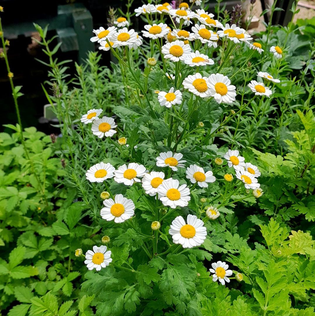1. White-flowering Feverfew herb with finely divided green foliage growing in a garden border.