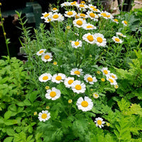 Feverfew Tanacetum parthenium herb garden seeds for growing a flowering herb at home.