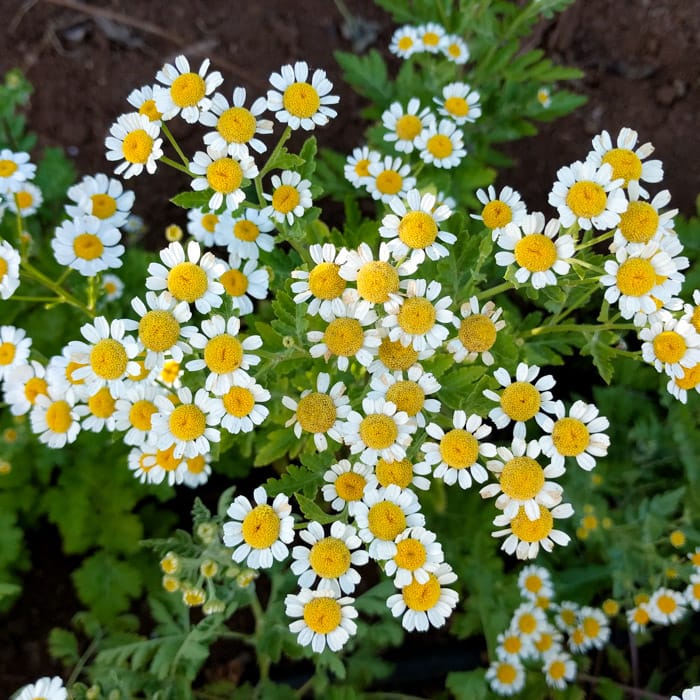 Feverfew Tanacetum parthenium plant with finely divided green foliage and white daisy-like flowers with yellow centers.