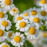 Feverfew white flower garden seeds for planting Tanacetum parthenium in home gardens.