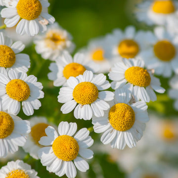 Feverfew white flower garden seeds for planting Tanacetum parthenium in home gardens.