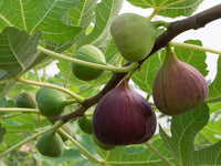 Fig Tree Ficus Carica – Sweet Fruit Garden Seeds