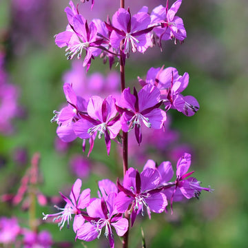 Fireweed (Epilobium angustifolium) perennial flowering plant with tall upright stems, narrow willow-like green leaves, and elongated clusters of rose-pink to purplish-pink four-petaled flowers growing in a sunny perennial flower garden.