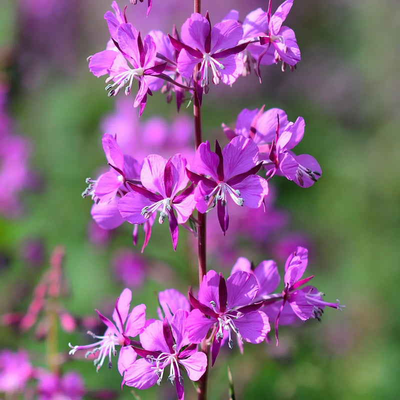 Fireweed (Epilobium angustifolium) perennial flowering plant with tall upright stems, narrow willow-like green leaves, and elongated clusters of rose-pink to purplish-pink four-petaled flowers growing in a sunny perennial flower garden.