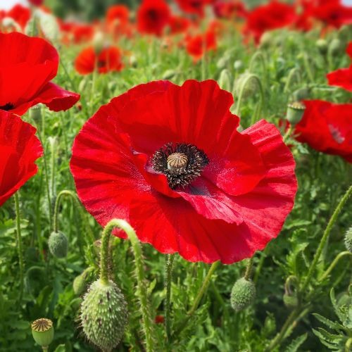 Hayflower Meadow Seed Mix for Pasture and Wildflower Gardens