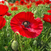 Hayflower Meadow Seed Mix for Pasture and Wildflower Gardens