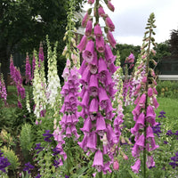 Digitalis purpurea Organic Seeds ,Purple Foxglove for Ornamental Gardens