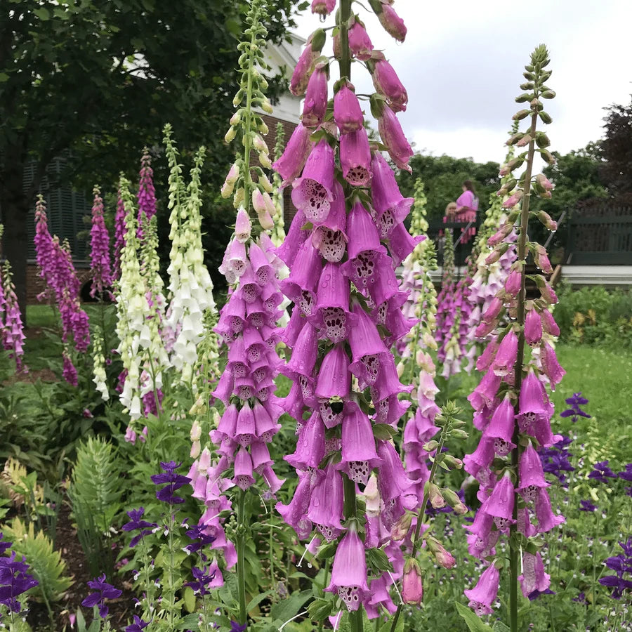 Organic Purple Foxglove,Digitalis purpurea  Seeds for Garden Planting