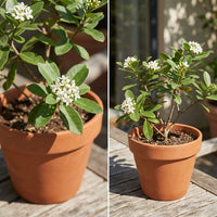 Star Jasmine Seeds for Planting – Evergreen Climbing Vine with White Star-Shaped Flowers