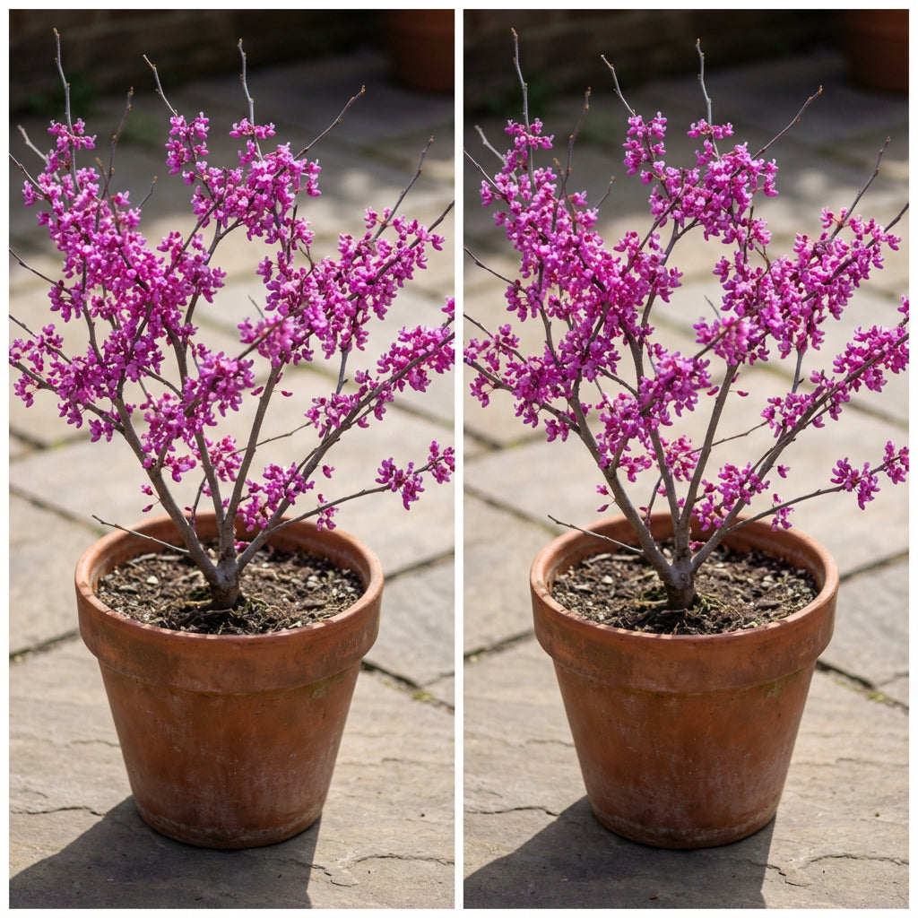 Cercis Occidentalis – Western Redbud Cold Hardy Tree Seeds