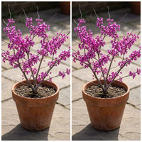 Cercis Occidentalis – Western Redbud Cold Hardy Tree Seeds