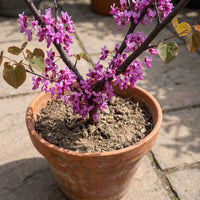 Cercis Occidentalis – Western Redbud Cold Hardy Tree Seeds