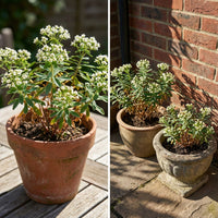 Flowering Spurge – Colorful Wildflower Garden Seeds