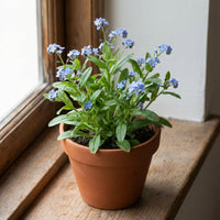 Forget Me Not – Colorful Wildflower Garden Seeds