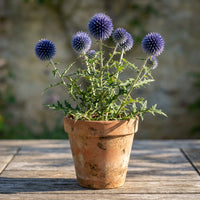 Globe Thistle – Blue Ornamental Flower Seeds