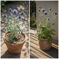 Globe Thistle – Blue Ornamental Flower Seeds