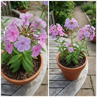 Marsh Phlox – Colorful Wildflower Garden Seeds