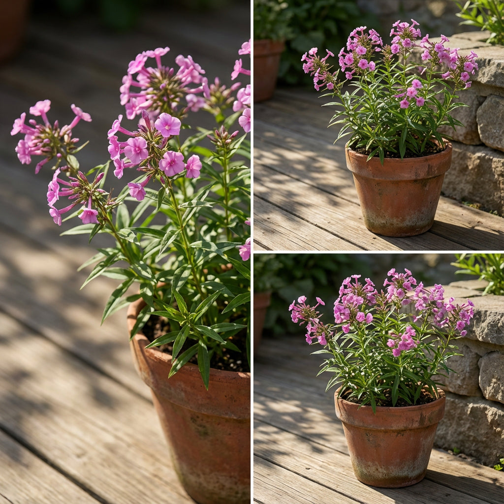 Marsh Phlox – Colorful Wildflower Garden Seeds