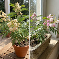 Acacia Confusa Formosa Wattle – Hardy Tree Seeds
