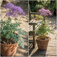 Purple Meadow Rue – Hardy Wildflower Garden Seeds