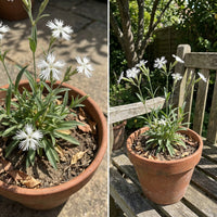 Starry Campion – Colorful Wildflower Garden Seeds