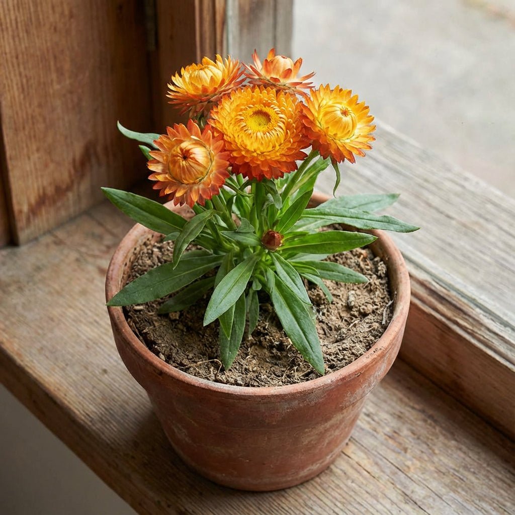 Strawflower – Colorful Wildflower Garden Seeds