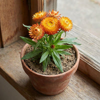 Strawflower – Colorful Wildflower Garden Seeds