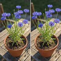 Tall Blue Bachelor Button – Hardy Wildflower Garden Seeds