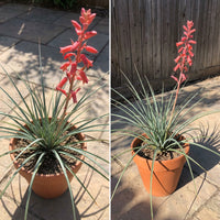 Texas Red Yucca Hesperaloe Parviflora – Hardy Flowering Shrub Seeds