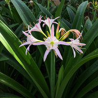 Crinum Lily Herbertii Schreck Jumbo Blooming-size Bulb New - Flower