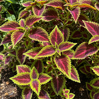 Coleus Rainbow Mix – Colorful Foliage Garden Flower Seeds