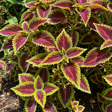 Coleus Rainbow Mix – Colorful Foliage Garden Flower Seeds