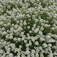Carpet of Snow Sweet Alyssum Lobularia Maritima – Colorful Wildflower Seeds