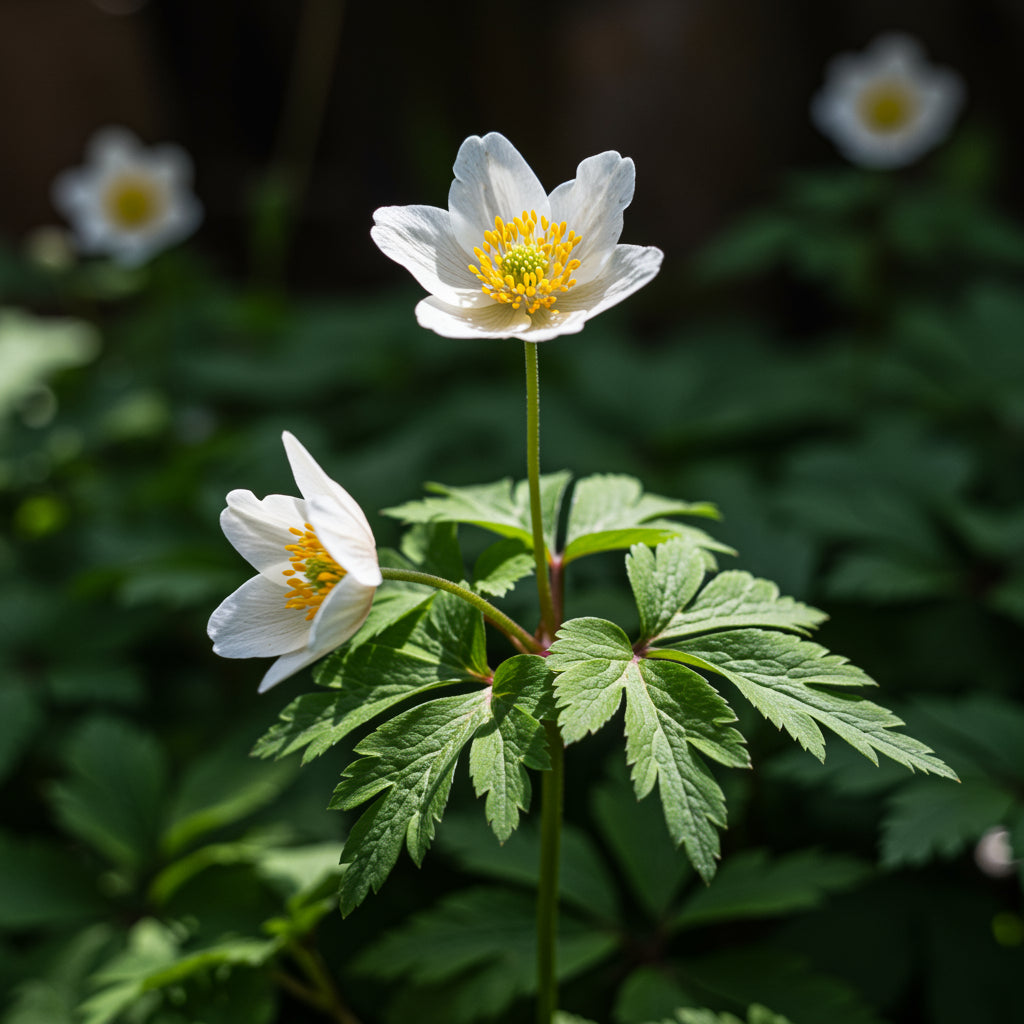 Canada Anemone Anemone Canadensis – Hardy Wildflower Garden Seeds