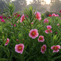 Mixed Sweet Sultan Imperialis – Colorful Wildflower Garden Seeds